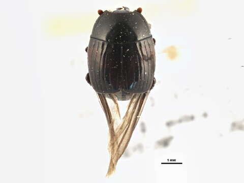 Image of Margarinotus (Ptomister) umbrosus (Casey 1893)