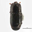 Image of Platysoma (Cylister) coarctatum J. E. Le Conte 1844