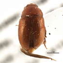 Image of Leiodes lateritia (Mannerheim 1852)