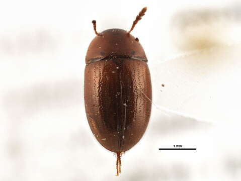 Image of Leiodes lateritia (Mannerheim 1852)