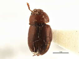 Image of Leiodes puncticollis (Thomson & C. G. 1862)