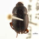 Image of Leiodes rufipes (Gebler 1833)