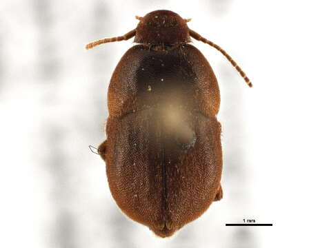 Image of Leptinillus