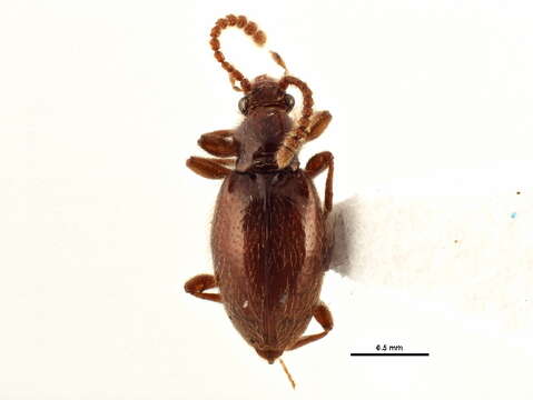 Image of Taphroscydmus