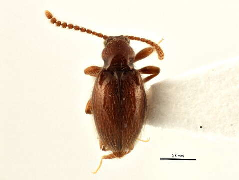 Image of Taphroscydmus