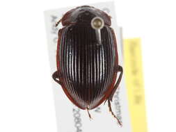 Image of Necrophilus hydrophiloides Guérin-Méneville 1834