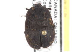 Image of Ridged Carrion Beetle