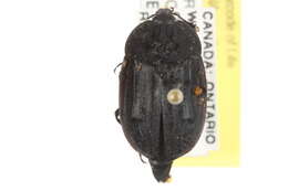 Image of Ridged Carrion Beetle