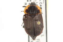 Image of Margined Carrion Beetle