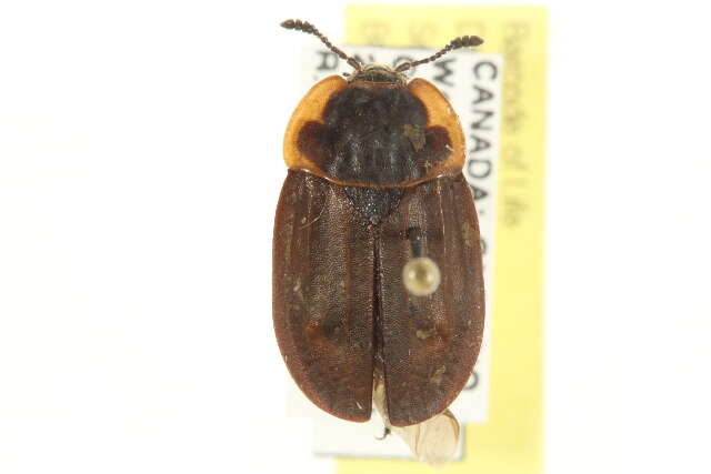 Image of Margined Carrion Beetle