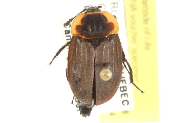 Image of Margined Carrion Beetle