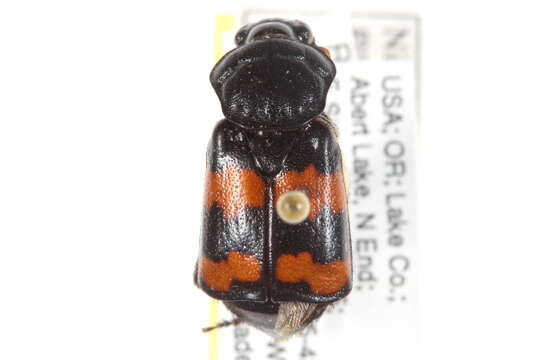 Image of Nicrophorus (Nicrophorus) guttula (Motschulsky 1845)