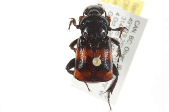 Image of Nicrophorus (Nicrophorus) guttula (Motschulsky 1845)