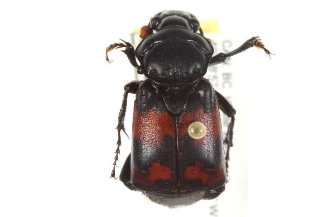 Image of Nicrophorus (Nicrophorus) guttula (Motschulsky 1845)