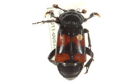 Image of Nicrophorus (Nicrophorus) hybridus (Hatch & Angell 1925)