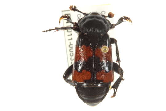 Image of Nicrophorus (Nicrophorus) hybridus (Hatch & Angell 1925)