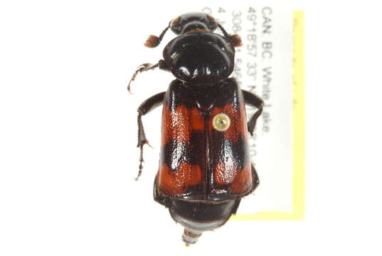 Image of Nicrophorus (Nicrophorus) hybridus (Hatch & Angell 1925)