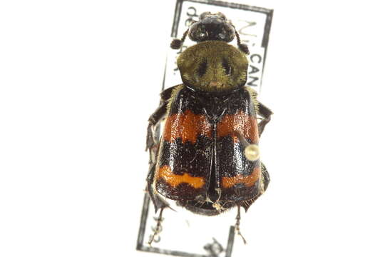 Image of Tomentose Burying Beetle