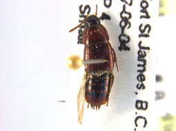 Image of Tachinus (Tachinus) elongatus Gyllenhal 1810