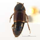 Image of Tachinus (Tachinus) frigidus Erichson 1839