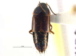 Image of Tachinus (Tachinus) frigidus Erichson 1839