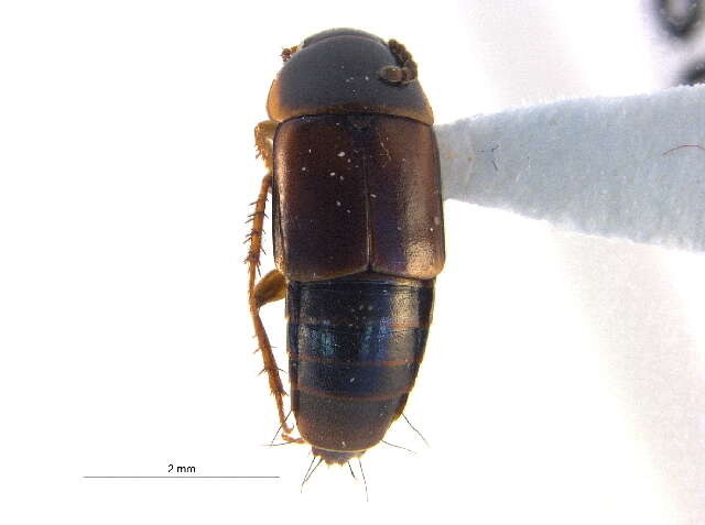 Image of Tachinus (Tachinus) frigidus Erichson 1839