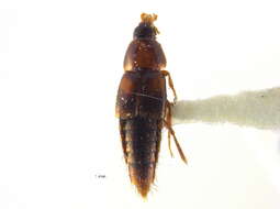 Image of Bolitopunctus