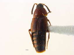 Image of Bryophacis smetanai Campbell 1993