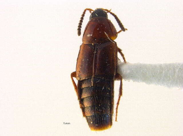 Image of Bryophacis smetanai Campbell 1993