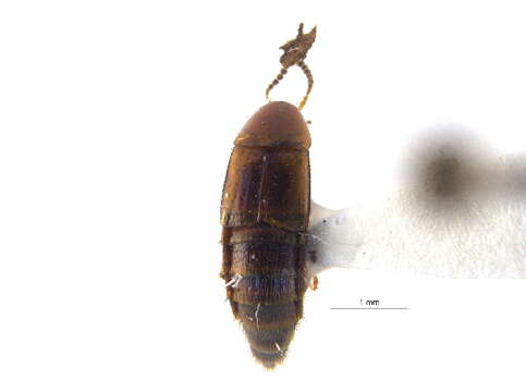 Image of Mycetoporus smetanai Campbell 1991