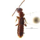 Image of Parothius punctatus Smetana 1982