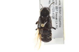 Image of Hairy Rove Beetle