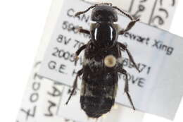 Image of Hairy Rove Beetle