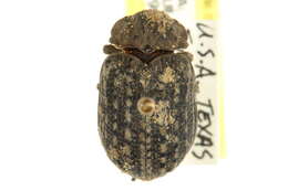 Image of Hide Beetles