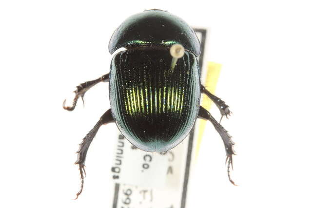 Image of Geotrupes splendidus