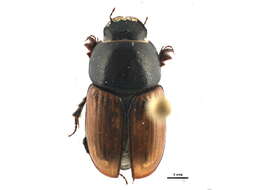 Imagem de Colobopterus erraticus (Linnaeus 1758)