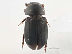 Image de Onthophagus (Palaeonthophagus) nuchicornis (Linnaeus 1758)