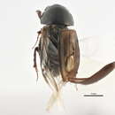 Imagem de Liothorax alternatus (Horn 1870)