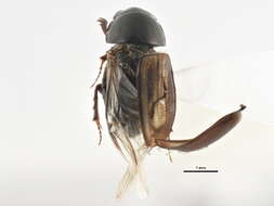 Imagem de Liothorax alternatus (Horn 1870)