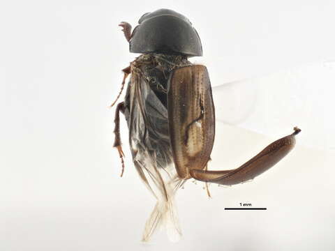 Imagem de Liothorax alternatus (Horn 1870)