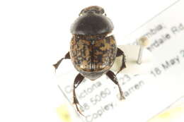 Image de Onthophagus (Palaeonthophagus) nuchicornis (Linnaeus 1758)