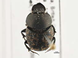 Image de Onthophagus (Palaeonthophagus) nuchicornis (Linnaeus 1758)