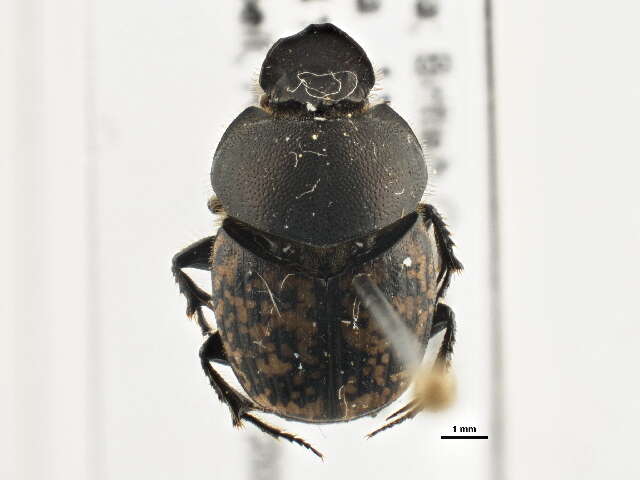 Image de Onthophagus (Palaeonthophagus) nuchicornis (Linnaeus 1758)