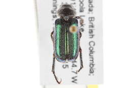 Imagem de <i>Dichelonyx backii</i>