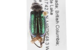 Imagem de <i>Dichelonyx backii</i>