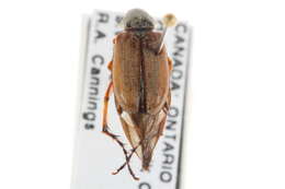 Image of Rose Chafer