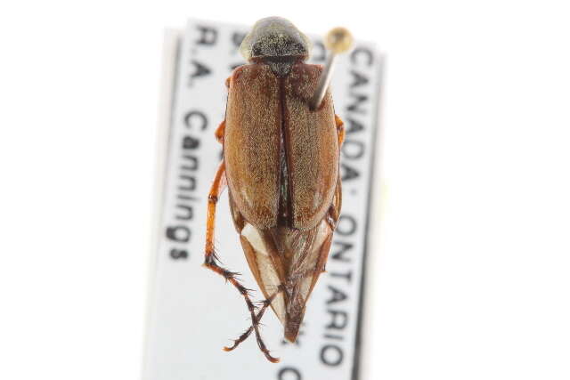 Image of Rose Chafer