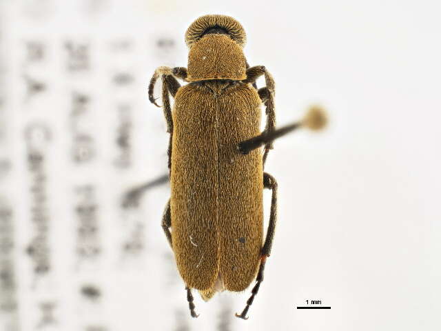 Image of Rose Chafer