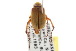 Image of Rose Chafer