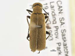 Image of Rose Chafer